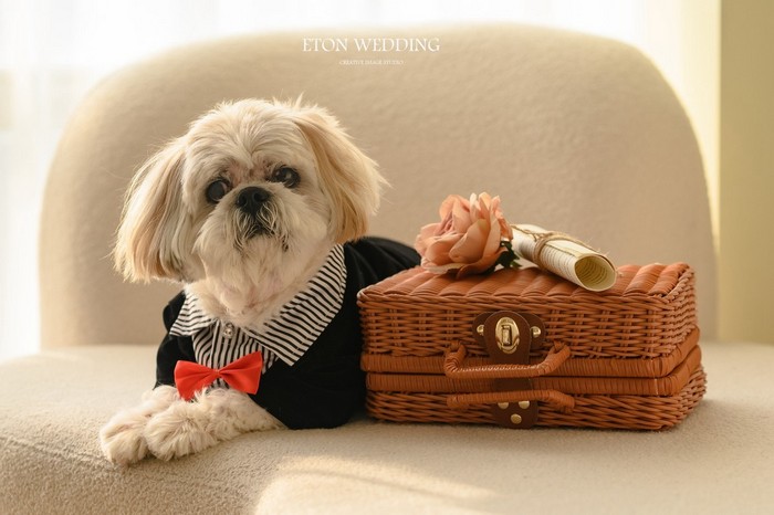 寵物寫真,寵物攝影,寵物照,毛孩照,紀念照